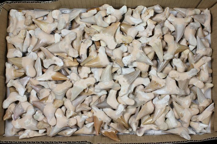 Lot - to Otodus Shark Teeth (Restored) - Pieces #133642